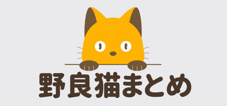 野良猫の眼差し